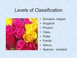 Classification Grouping Organisms Classification Scientists Arrange Organisms Into Groups Based On Physical Traits Taxonomy The Study Of Classifying Ppt Download