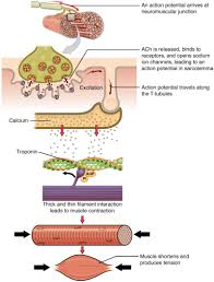 Muscle Fiber Contraction And Relaxation Anatomy And Physiology
