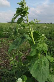Image result for Atriplex hortensis