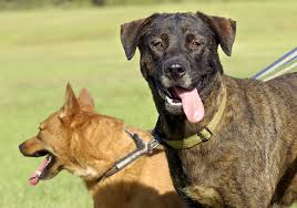 When Panting Is Abnormal Signs Of Underlying Health Problems Texvetpets