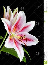 Pin On Flowers