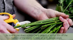 Flower preservation is the best method to preserve the sentimental value of your treasured flower bouquet. How To Put Flowers In A Vase By Flowers For Everyone Youtube