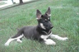 Black And Silver German Shepherd Puppies For Sale Near Me Black And Silver German Shepherds Rare Black And Silver German Shepherds For Sale German Shepherd Puppies German Shepard Puppies Military Dogs