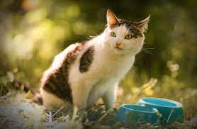 mozhno li kormit koshku tolko suhim kormom ili eto vredno