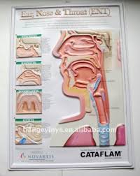 Ear Nose Throat 3d Medical Poster Buy 3d Medical Poster 3d Anatomical Poster 3d Embossed Anatomical Chart Product On Alibaba Com