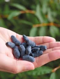 Their sweet and tart flavor makes for great jams, sauces, crumbles and other baked goods. Bountiful Berries Flourish In The Last Frontier Edible Alaska