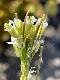 Image result for Turritis glabra