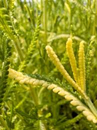 Image result for Lavandula dentata