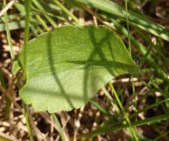 Image result for Ranunculus raeae