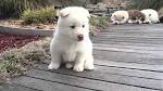 White Husky: A Truly Stunning Breed - The Happy Puppy Site