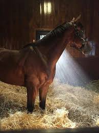 American Pharoah Tripple Crown And Breeders Cup Winner Newly Retired Now In Lexinton Kentucky At Coolmore Stud Farm Horses American Pharoah Beautiful Horses