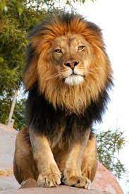 Beautiful Lion Animals Wild Animal Park Animals Beautiful