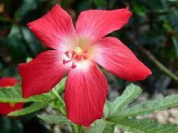 Dwarf Red Lil Mischief Abelmoschus Sagittifolius Hibiscus Family Of Mallows Originally From India China Regions Tbb Planting Flowers Plants Hibiscus