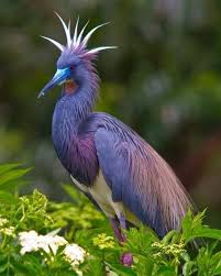 What Endangered Animal Are You Pet Birds Beautiful Birds Animals