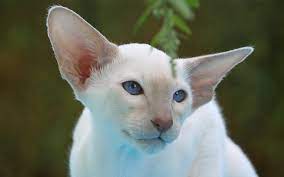 Whether you subscribe to this charming notion of three names, so well expressed in t.s. 200 Best Siamese Cat Names For Your New Kitten