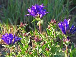 If You Bloom He Will Come An Obsessive Neurotic Gardener Bloom Flowers Campanula
