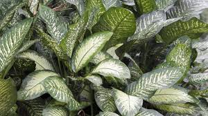 Image result for beautiful dieffenbachia