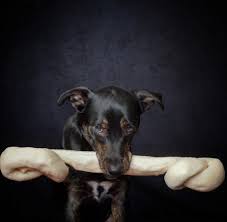 Hunde, katzen, pferde, reptilien, fische, vögel und mehr. Fsbdulr Urzbnm