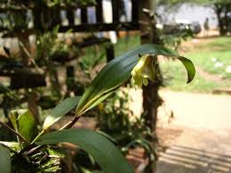 Image result for Polystachya galeata