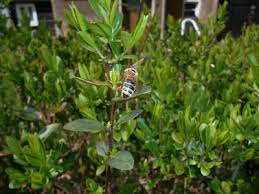 Während des späten herbstes und winters sollte das gewächs hingegen nicht verschnitten werden. Ligusterhecke Schneiden Tipps Zum Kurzen Jobruf