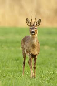 Stare Roe Deer Stag By Alesgola Deviantart Com On Deviantart Roe Deer Deer Deer Stags