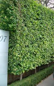 I read thru the faq and dozens of threads on narrow shrubs, but still haven't found my answer. Pin By Calley Casey On Home Hedges Landscaping Garden Hedges Hedging Plants