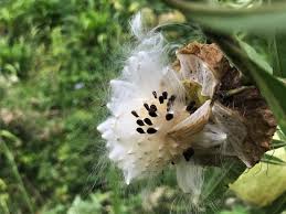 Image result for Gomphocarpus physocarpus