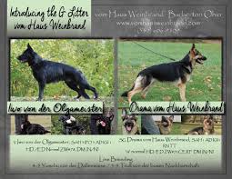 Black And Silver German Shepherd Puppies For Sale In Ohio German Shepherd Puppies Working Lines Puppies For Police Sar Schh Or Other Work Www Vomh Shepherd Puppies German Shepherd Puppies German Shepherd Dogs