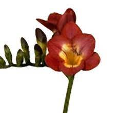 Bulk Bicolor Pimpernel Dark Red Freesia Flower At Wholesale Freesia Flowers Freesia Flowers