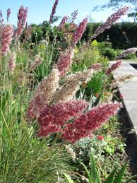 Image result for Melinis ambigua