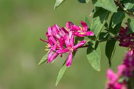 Image result for Lonicera confusa