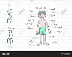 Learn parts of the body to boost your vocabulary. Parts Body Vocabulary Vector Photo Free Trial Bigstock