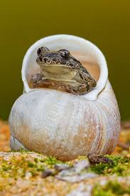 Birds Do It Bees Do It Even Educated Fleas Do It Let S Do It Let S Fall In Love Sapillo Moteado By Alejiga Alejandro Jimenez On Flickr Sapos Y Ranas