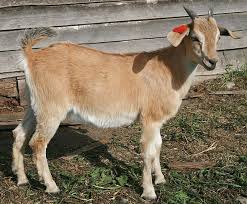 Choosing the right pack goat is the most important decision for anyone wanting to pack with goats. Doe S For Sale Crazycreekranch Kiko Goats Baby Goats Goats