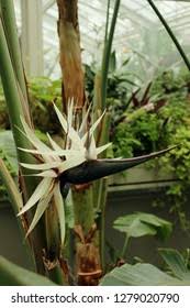 Image result for Strelitzia alba