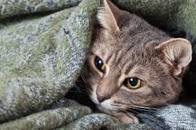 We did not find results for: Feline Hyperesthesia Syndrome What Is It And How Do You Treat It Catster