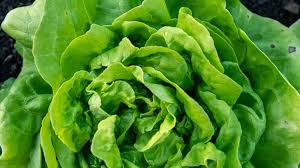 Image result for Lettuce Green 1977 Hussmann