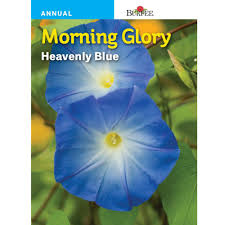 We did not find results for: Burpee Morning Glory Heavenly Blue 44107 The Home Depot