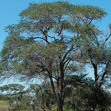 Image result for Acacia nigrescens