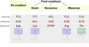 Genetic mutations pogil answer key. Rna And Protein Synthesis Review Article Khan Academy