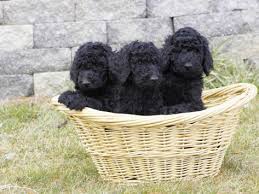 Black And White Standard Poodle Puppies For Sale Pin By Judith Robinson On Oodles Of Poodles Poodle Puppy Poodle Puppy Standard Standard Poodle