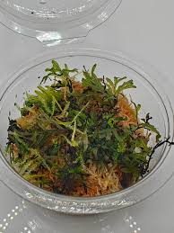 Image result for Crepidomanes