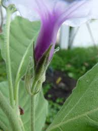 Image result for Astripomoea malvacea