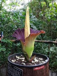 Mondoverde è una giovane realtà imprenditoriale che si occupa di vendita all'ingrosso di piante fiorite, verdi e grasse da interno ed esterno. Pin Su Orto E Giardino