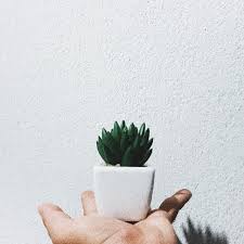 Kaktus adalah nama yang diberikan untuk anggota tumbuhan berbunga famili cactaceae. 5 Cara Mudah Merawat Tanaman Kaktus Agar Tidak Cepat Mati Kumparan Com