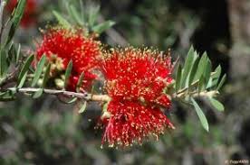 Image result for Galpinia transvaalica