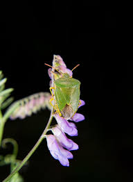 Stink Bug Image Free Images Free Pictures