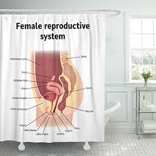 They provide pretty much the same great protection from pregnancy and stds. Breezat Shower Curtain Uterus Female Internal Genital Organs Sectional Structure Of The Reproductive System Anatomy Waterproof Polyester Fabric 72 X 78 Inches Set With Hooks Buy Online In Bahamas At Bahamas Desertcart Com Productid