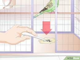 How To Tell When A Parakeet Is Sick (With Pictures) - Wikihow