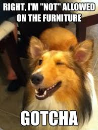 Right I M Not Allowed On The Furniture Implying Dog Meme Funny Dog Pictures Funny Dogs Funny Animals